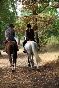 Research Shows Ill-Fitted Saddle Leads To Back Pain In Riders