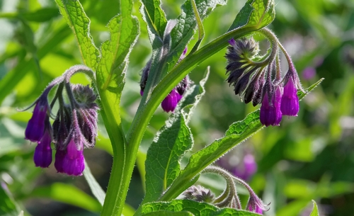 Comfrey Plant Said To Ease Back Pain