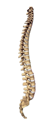 spinal manipulative therapy